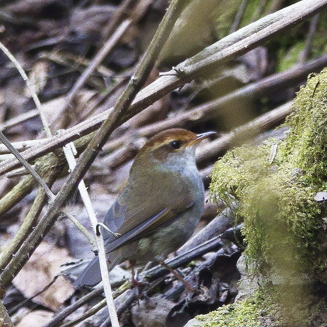 Chestnut-crowned Bush Warbler - ML323781761