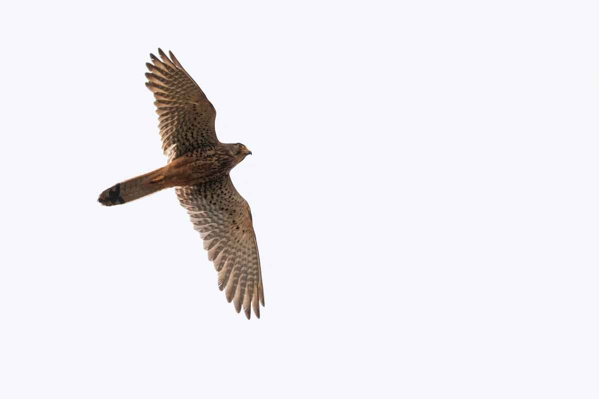 Eurasian Kestrel - Vincent Romera