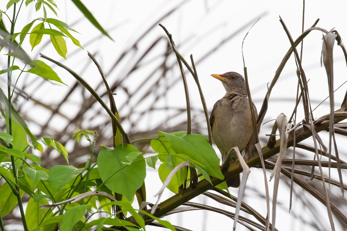 African Thrush - ML323782681