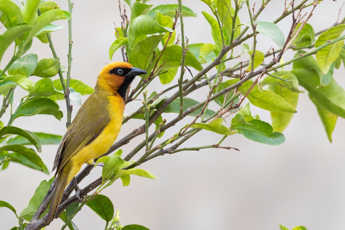 Olive-naped Weaver - Vincent Romera