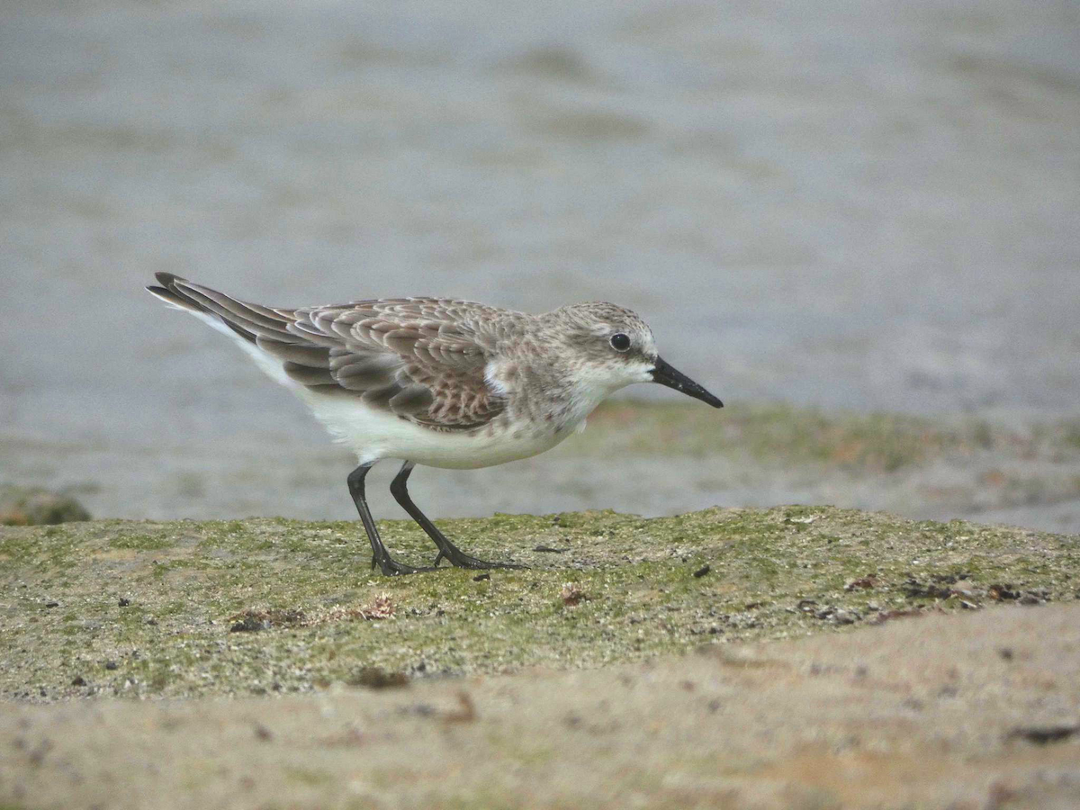 Red-necked Stint - Levi Brown