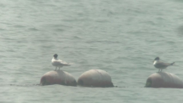 Chinese Crested Tern - ML323783491