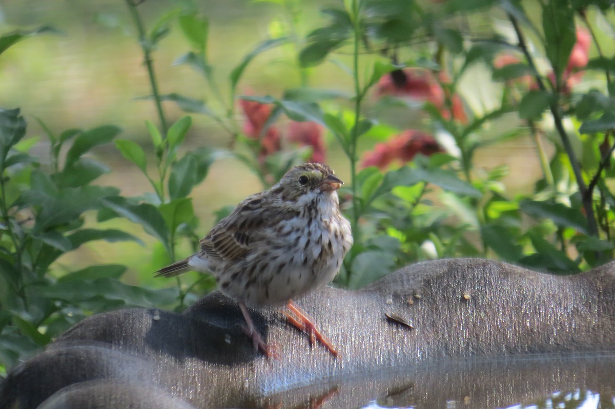 Savannah Sparrow - ML323783721