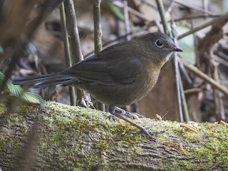 Female/immature - Blue-fronted Robin