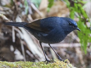 Male - Blue-fronted Robin