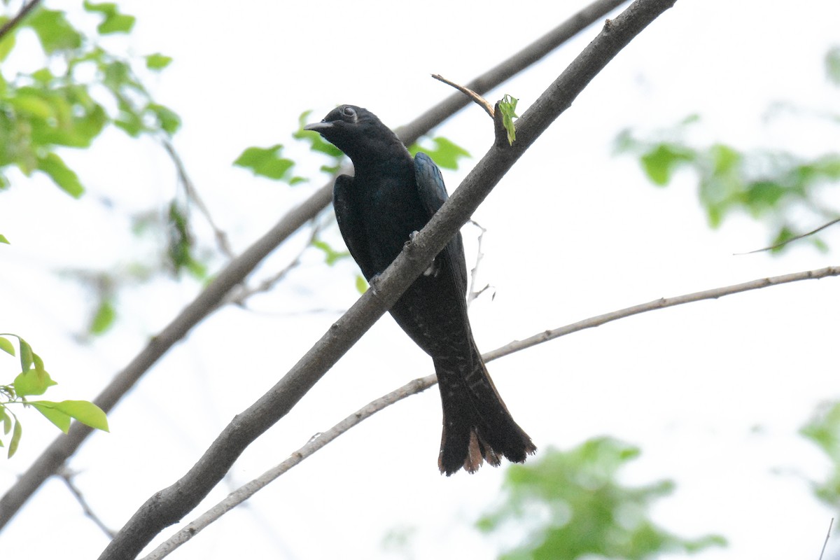 Square-tailed Drongo-Cuckoo - ML323789151