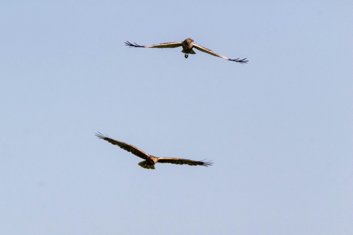 Western Marsh Harrier - ML323790291