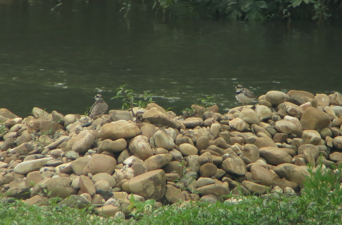 Long-billed Plover - ML323790471