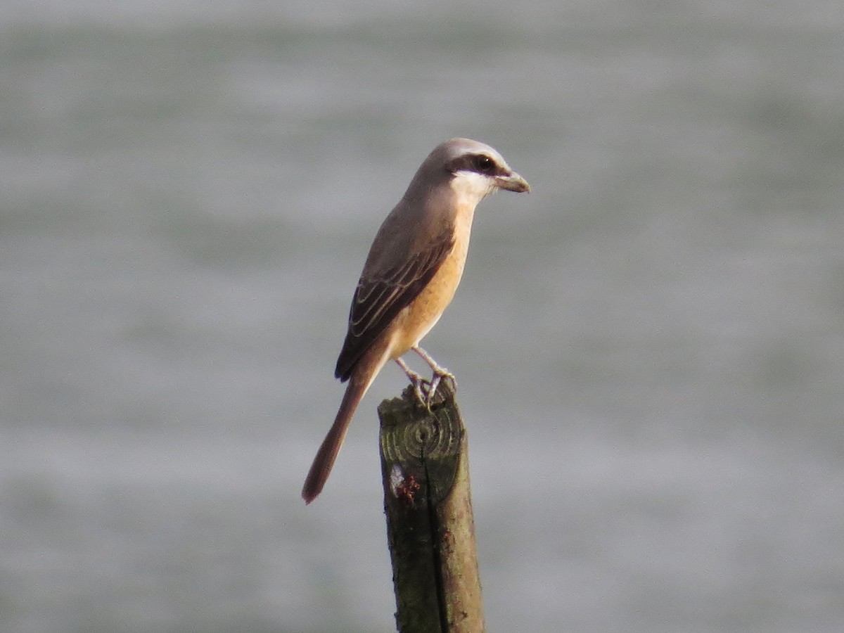 Brown Shrike - ML323790491