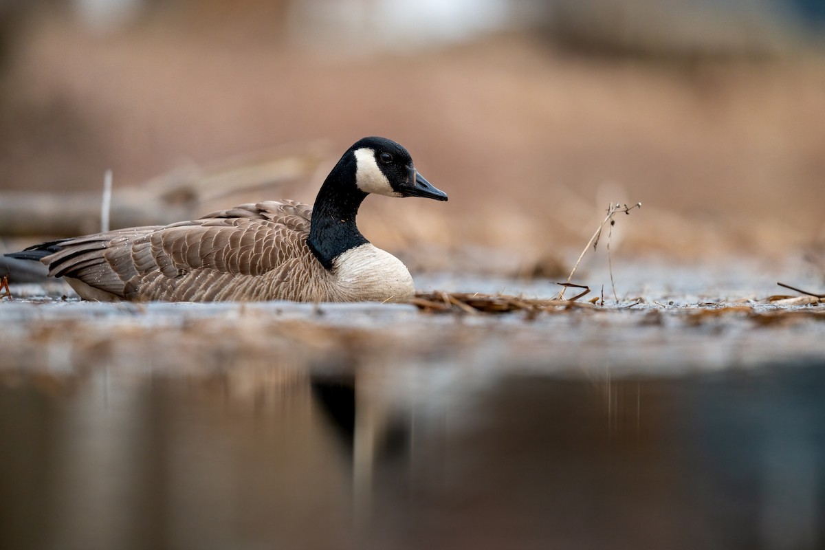 Canada Goose - ML323790521