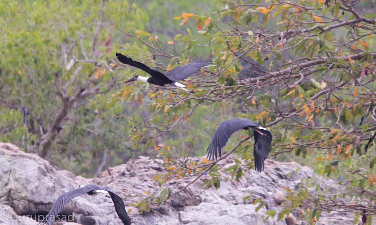 Asian Woolly-necked Stork - ML323790621