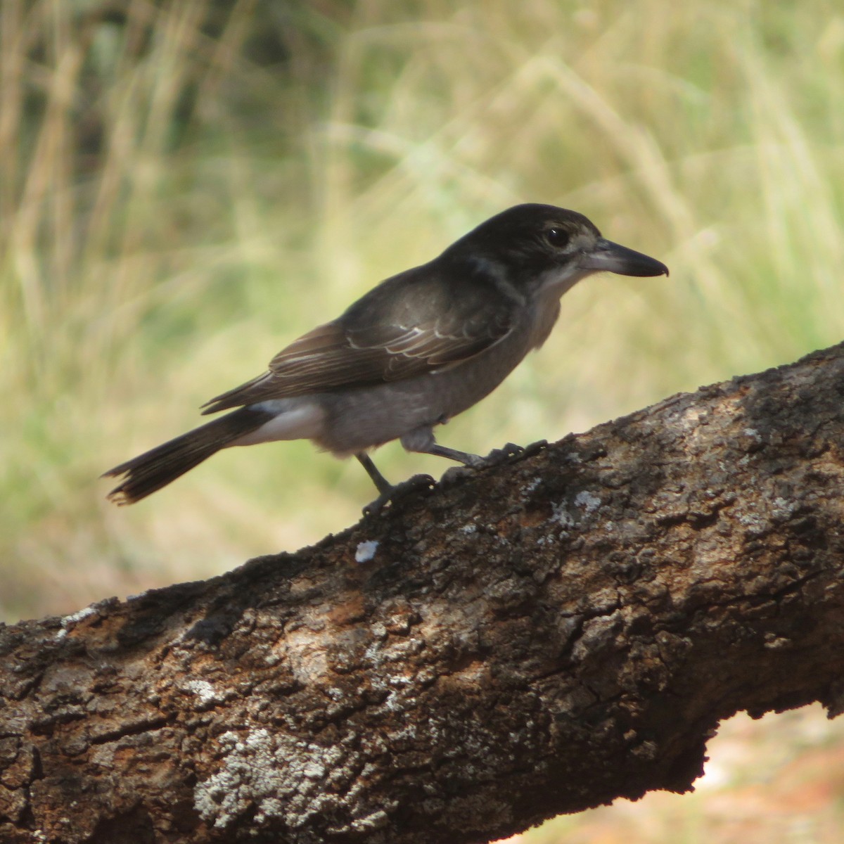 Gray Butcherbird - ML323790951