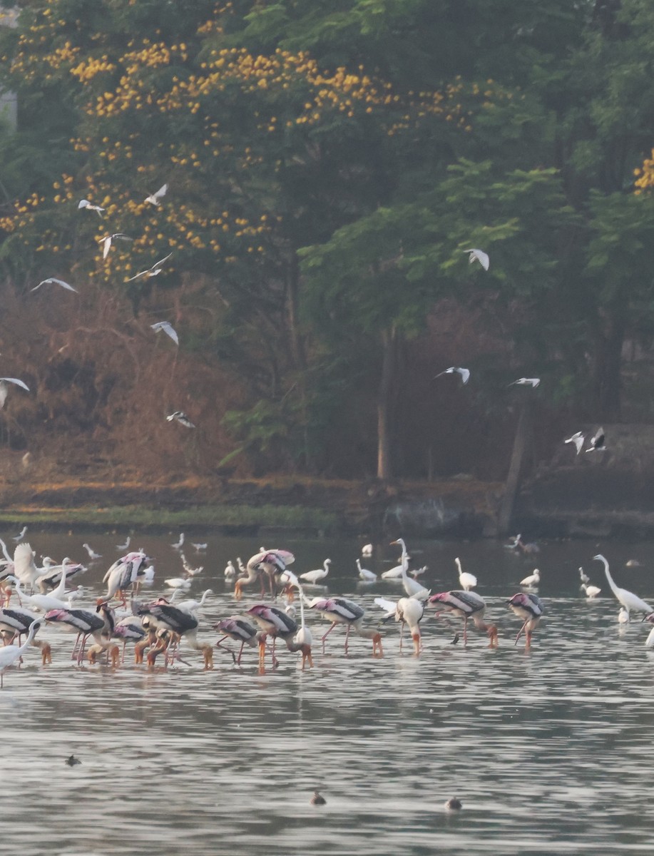 Little Egret - ML323791071