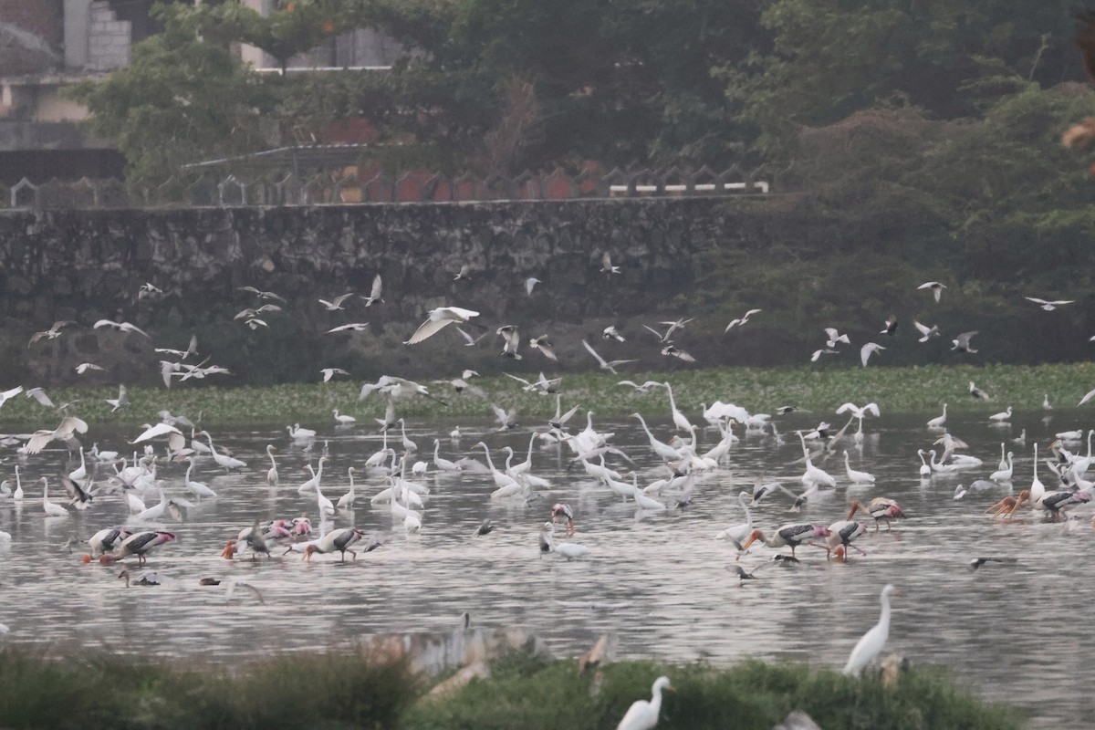 Little Egret - ML323791131