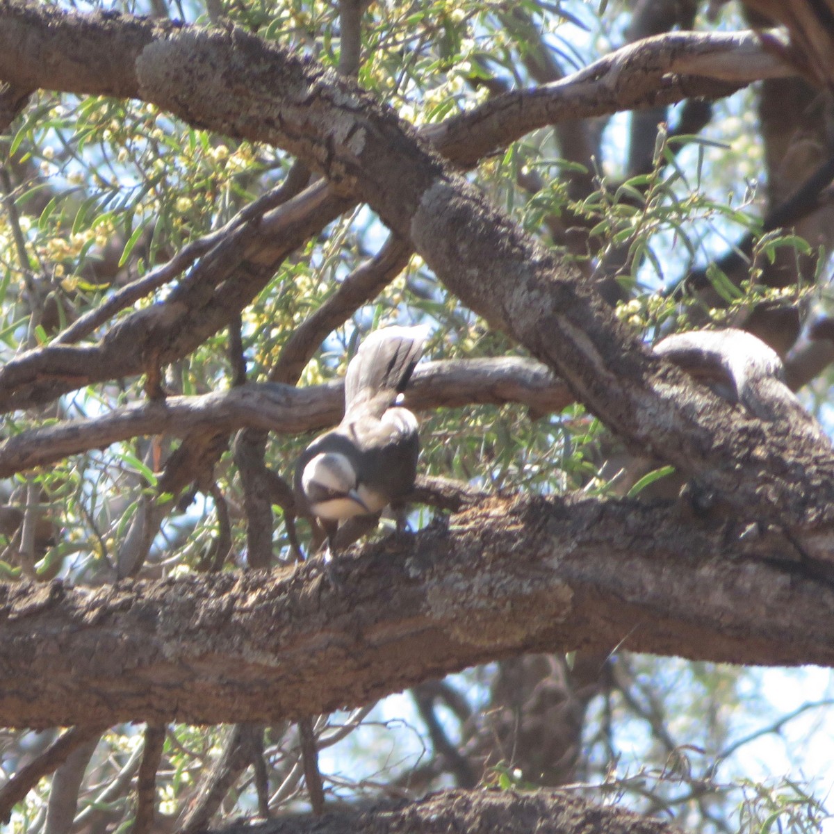 Gray-crowned Babbler - ML323791511