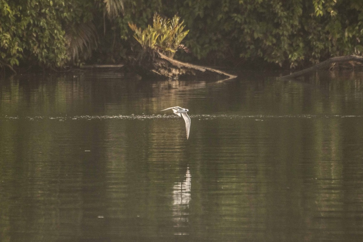 Forster's Tern - Elisabet Jané Camacho