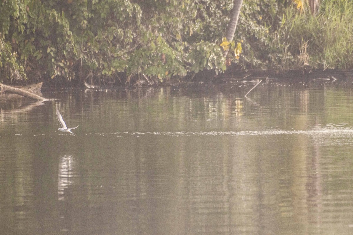 Forster's Tern - ML32379311