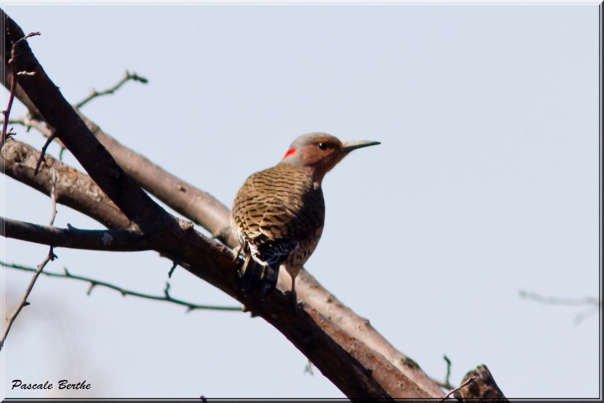 Northern Flicker - ML323793391