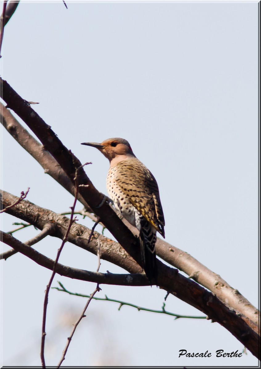 Northern Flicker - Pascale Berthe