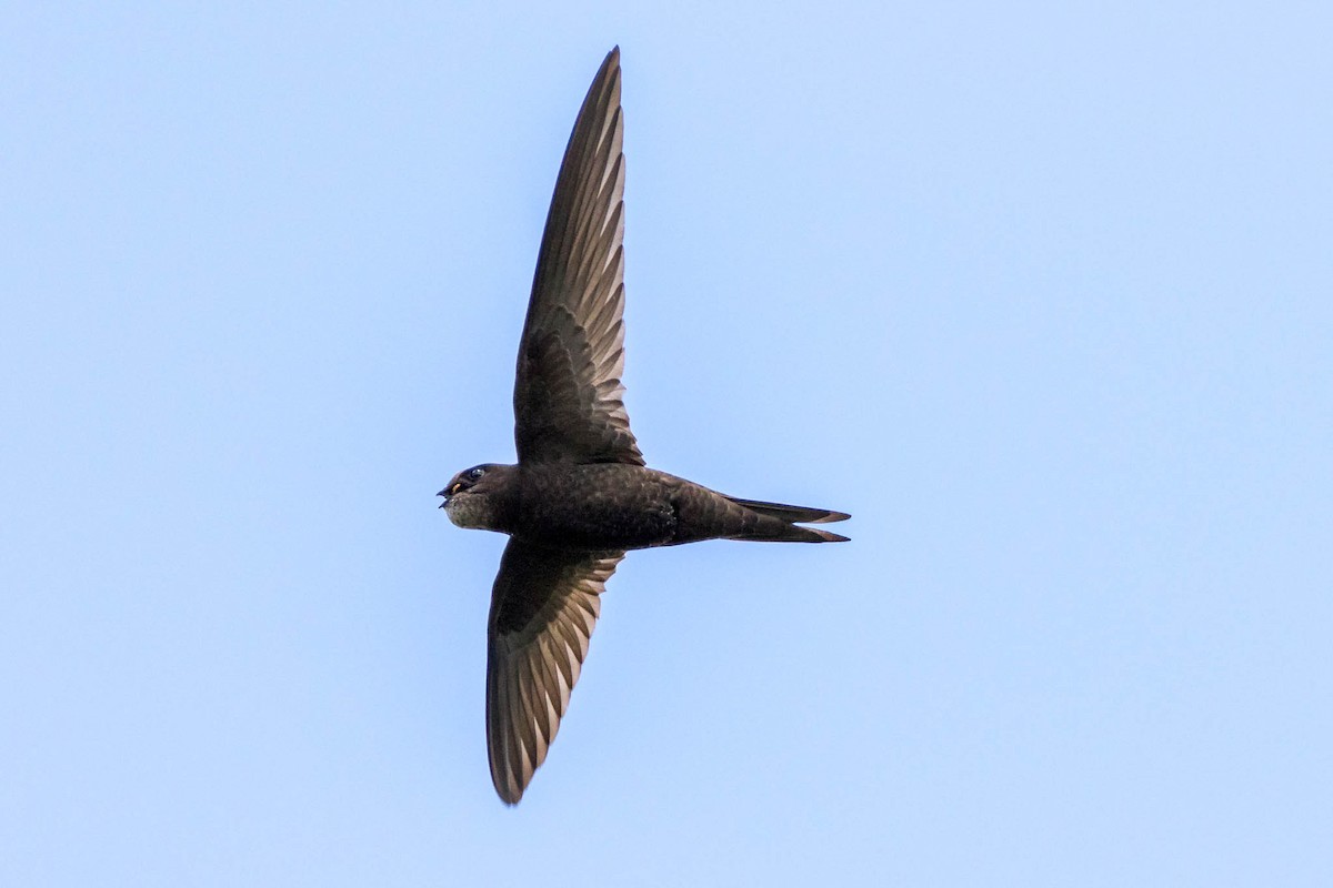 Common Swift - ML323794321