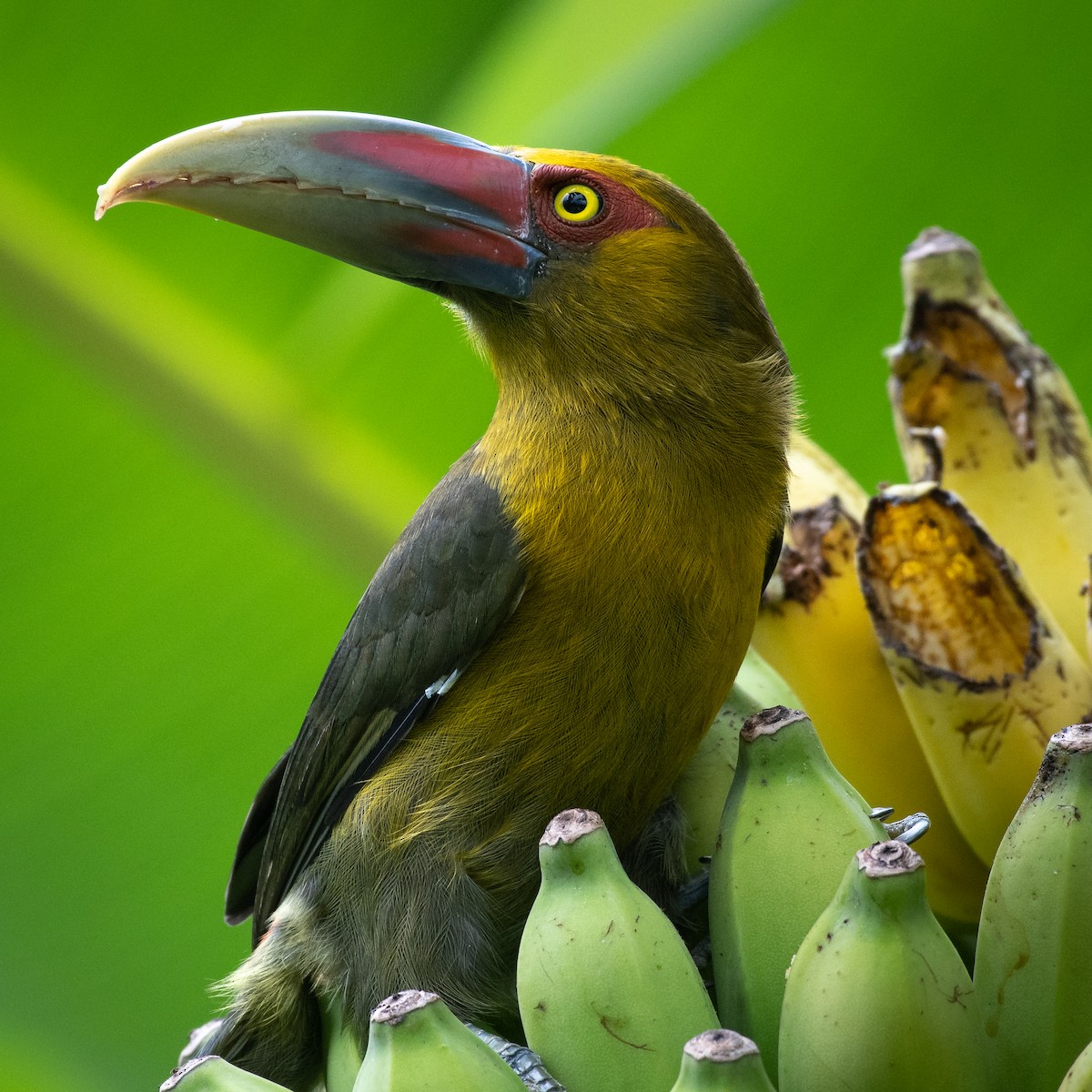 Saffron Toucanet - Daniel Hinckley | samazul.com