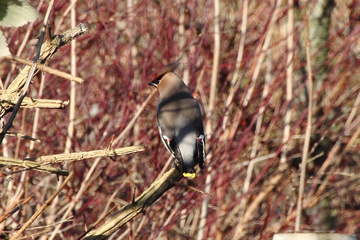 Bohemian Waxwing - ML323799181