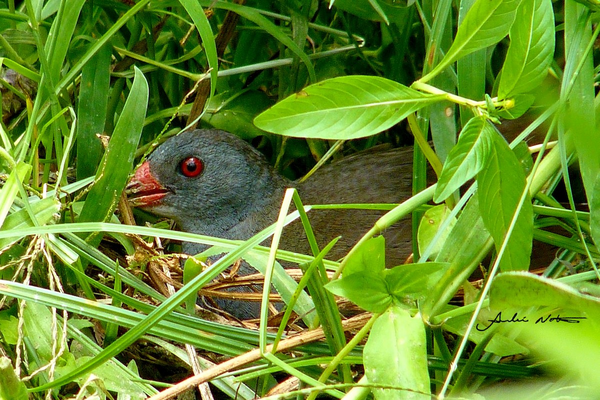 Paint-billed Crake - ML323799211