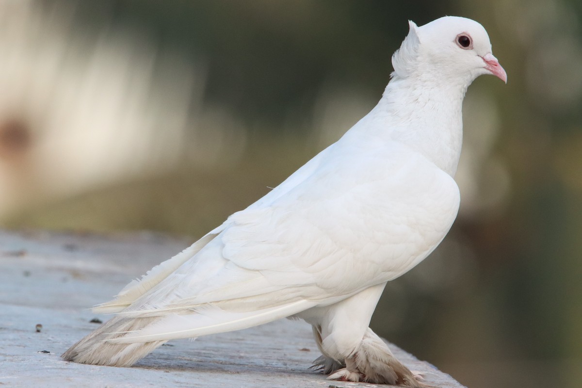 Сизый голубь (Одомашненного типа) - ML323802041