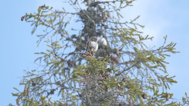 Eurasian Pygmy-Owl - ML323803591