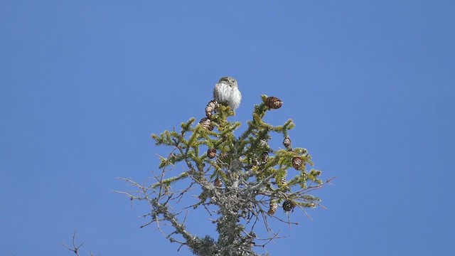 Eurasian Pygmy-Owl - ML323803611