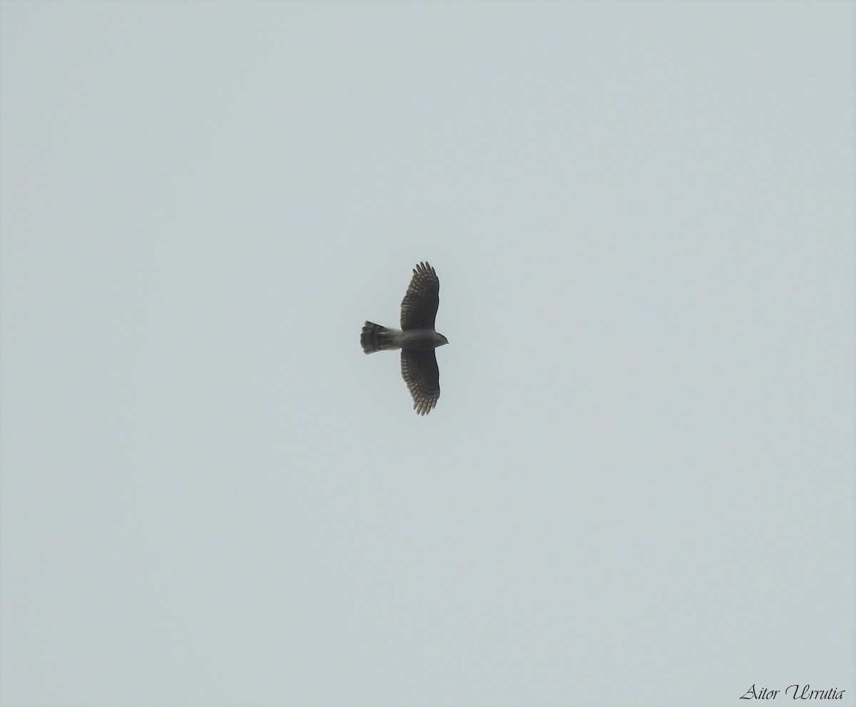Eurasian Sparrowhawk - Aitor Urrutia