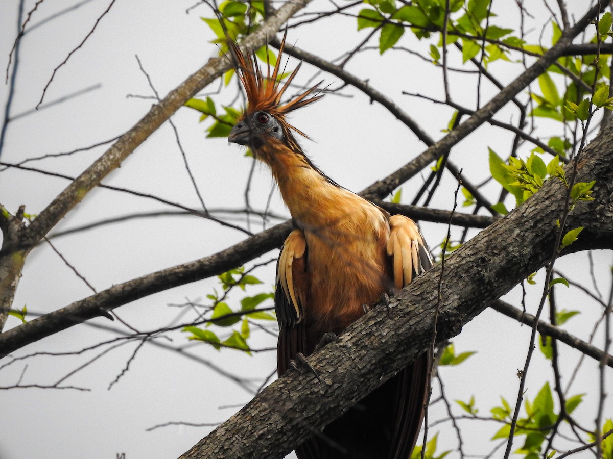 Hoatzin - ML323807241