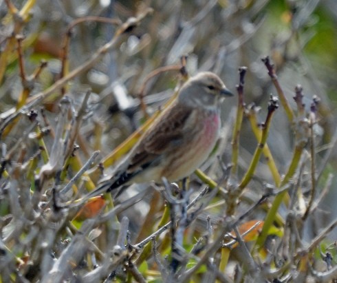 Eurasian Linnet - ML323807641