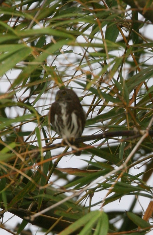 Ferruginous Pygmy-Owl - James Timmons