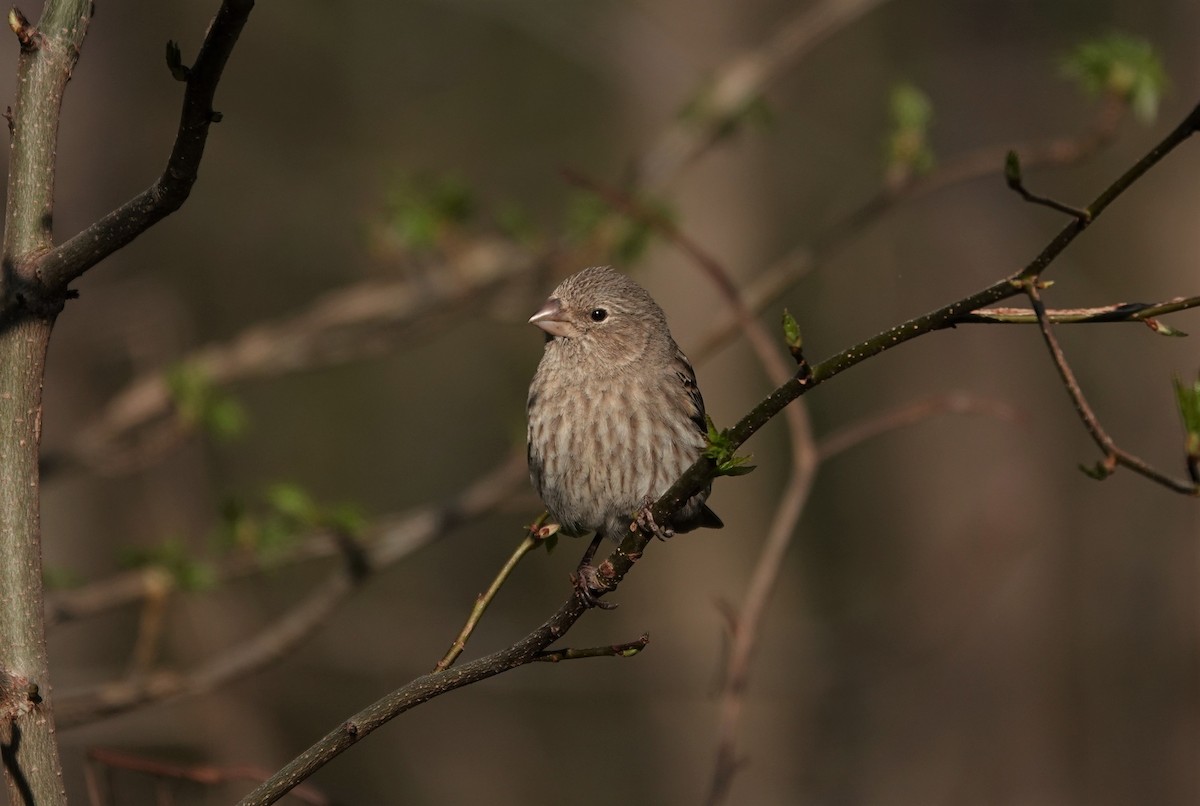House Finch - ML323812301