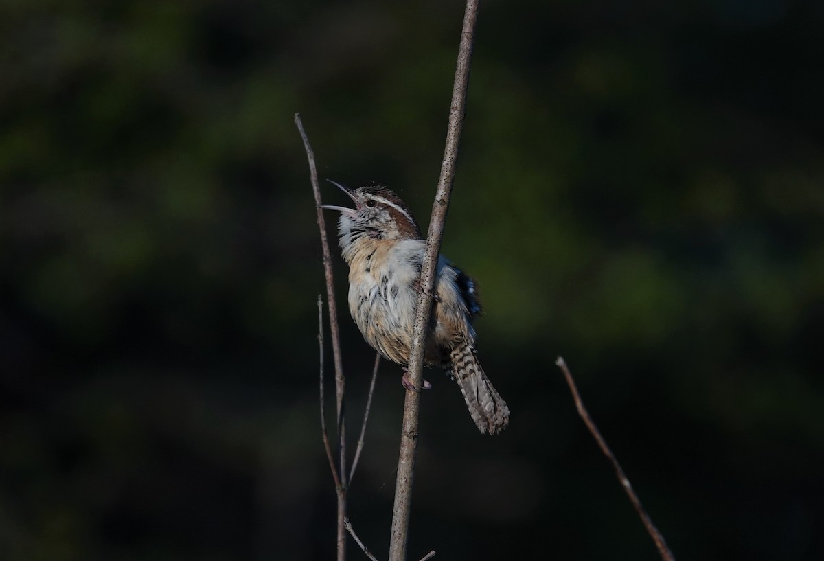 Carolina Wren - ML323812341