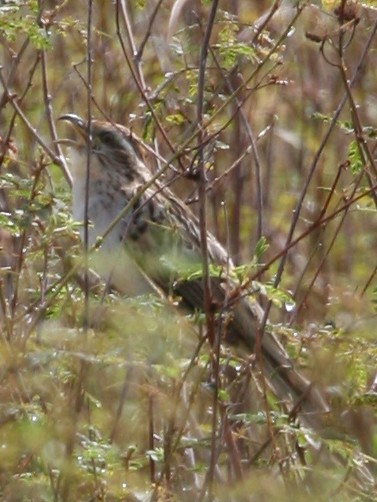 Striped Cuckoo - ML323812471