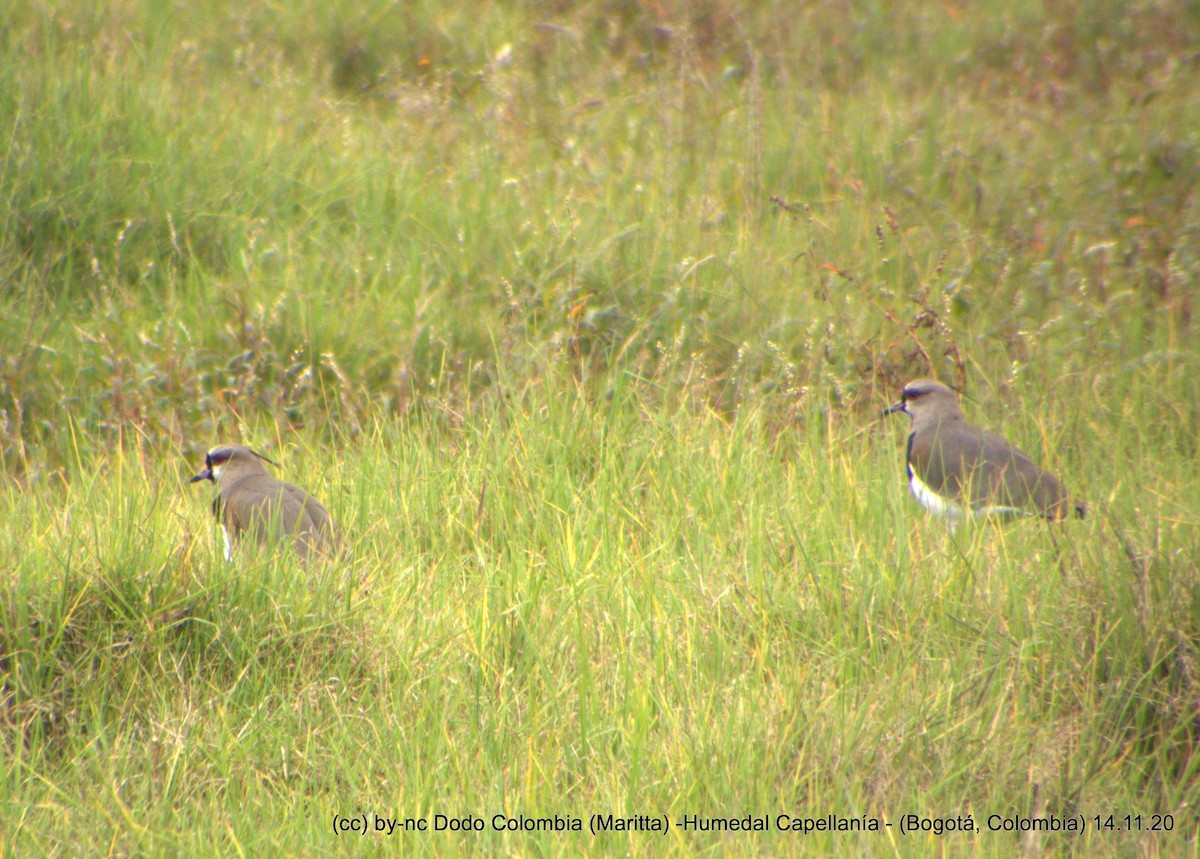 Southern Lapwing - ML323814481