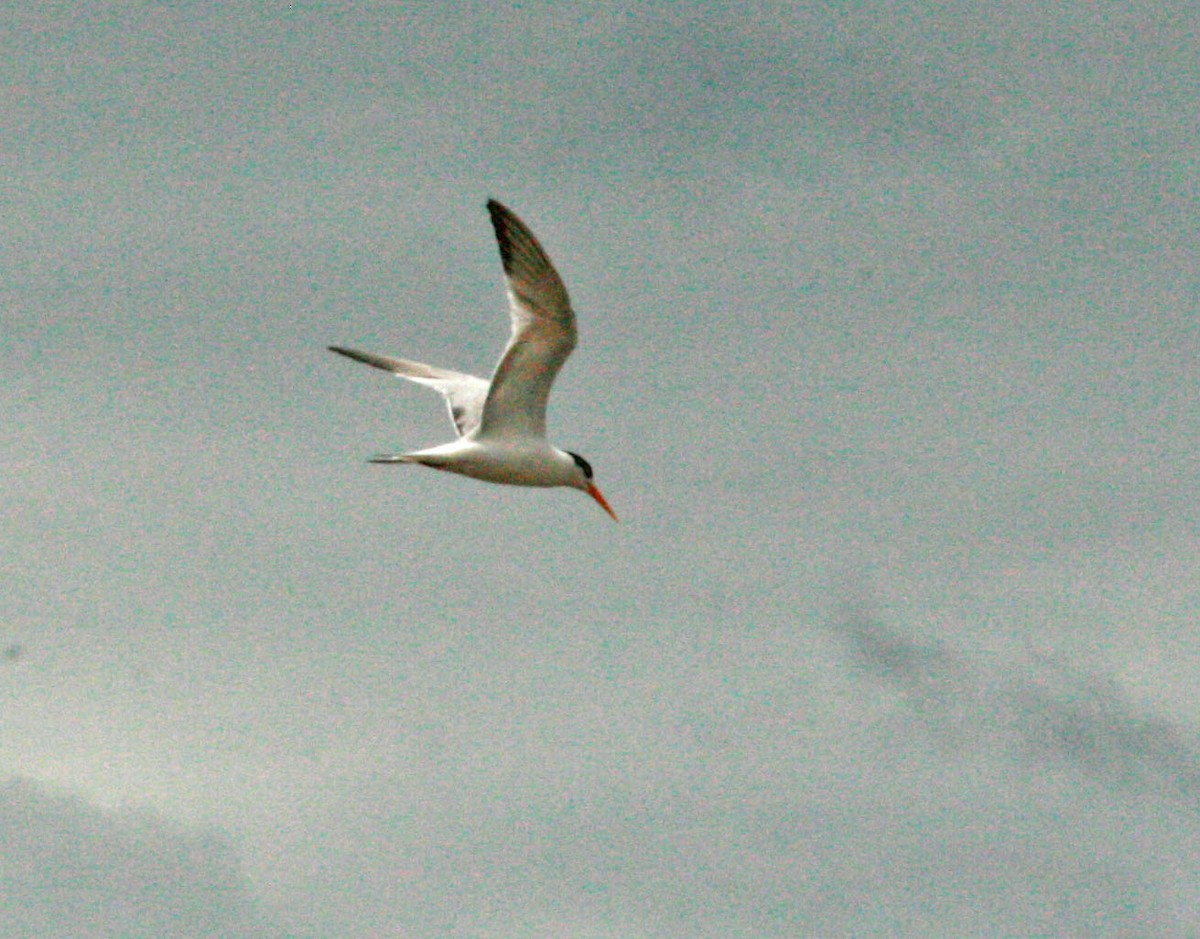 Elegant Tern - ML32381541