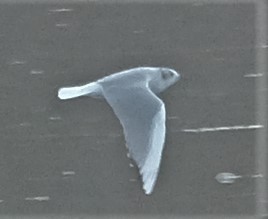 Bonaparte's Gull - ML323815661