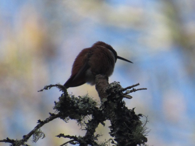 Rufous Hummingbird - ML323816281