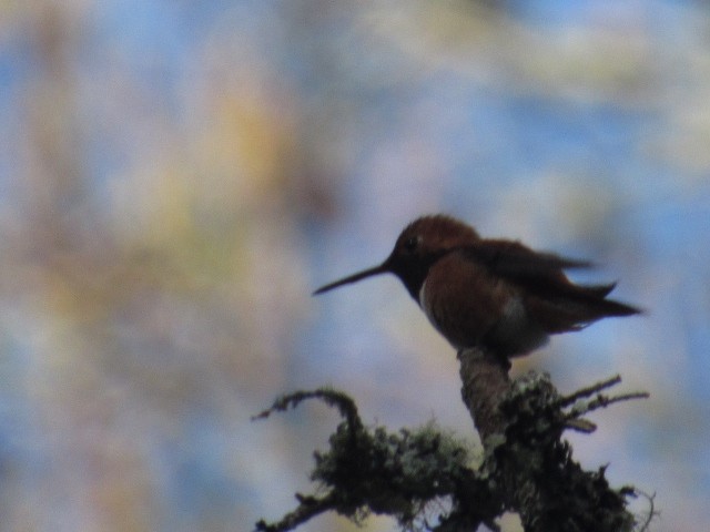 Rufous Hummingbird - ML323816311