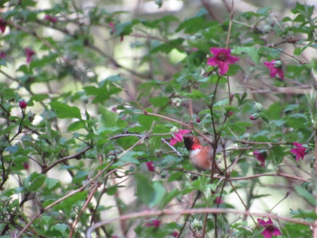 Rufous Hummingbird - ML323816361