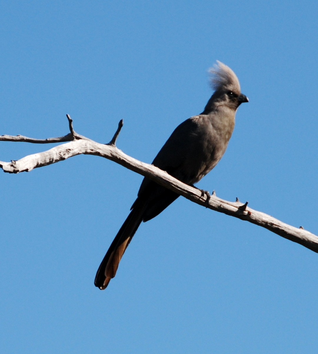 Turaco Unicolor - ML323816991