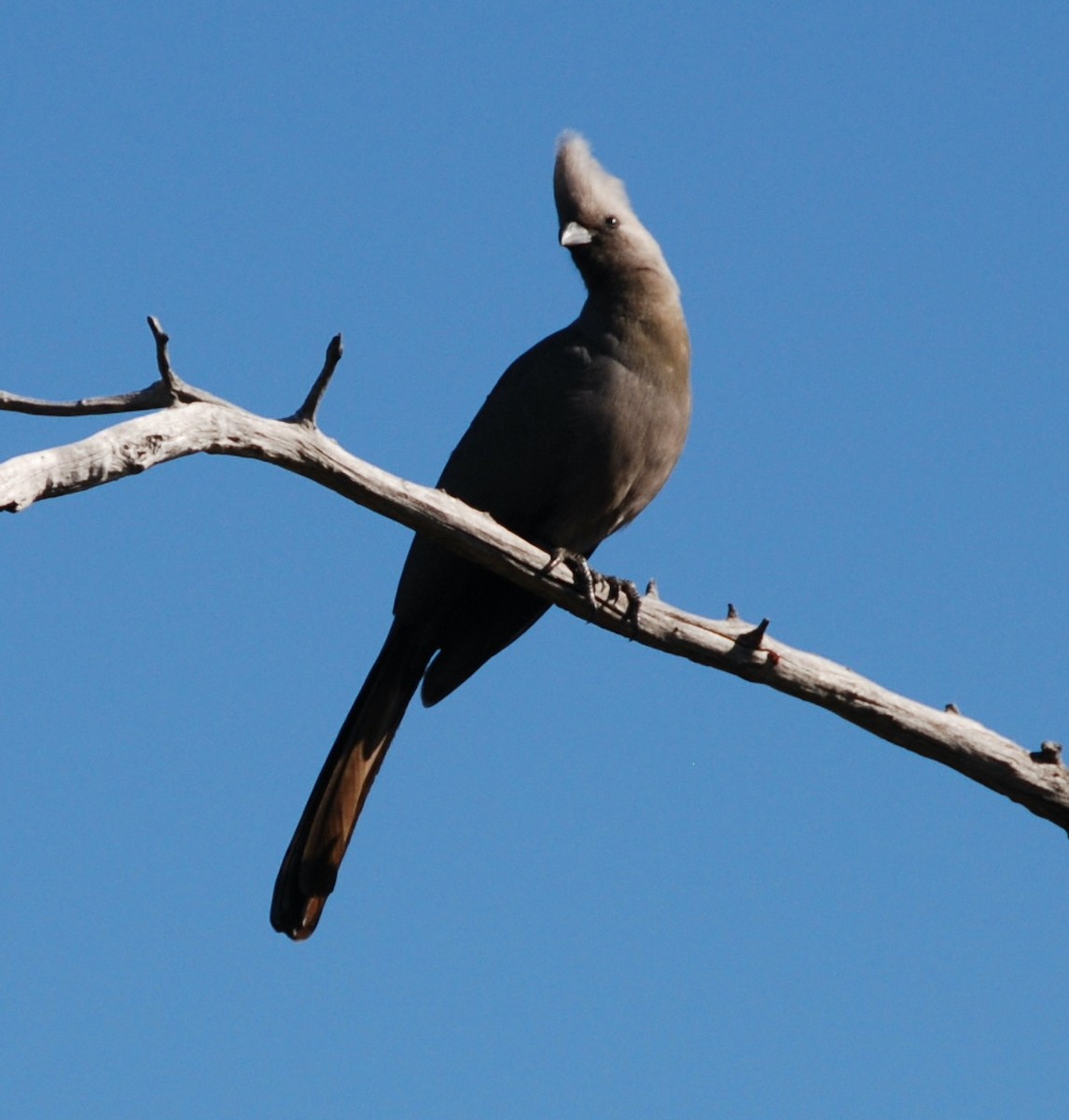 Turaco Unicolor - ML323817011