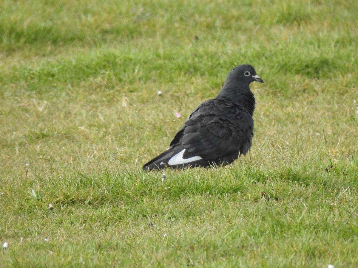 Rock Pigeon (Feral Pigeon) - ML323817281