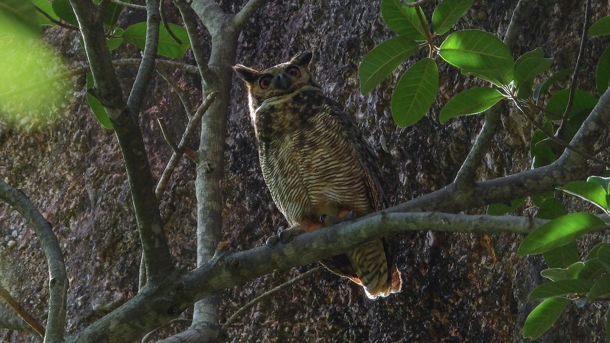 Great Horned Owl - Jorge Muñoz García   CAQUETA BIRDING