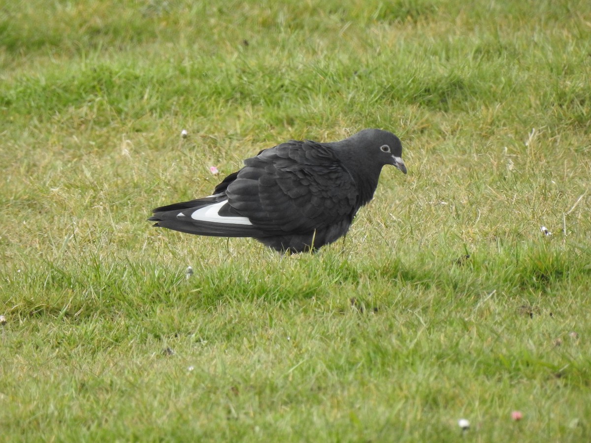 Rock Pigeon (Feral Pigeon) - ML323817421