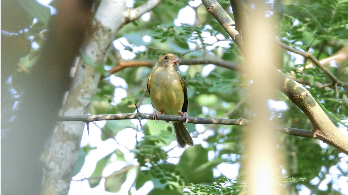 Scrub Greenlet - Jorge Muñoz García   CAQUETA BIRDING