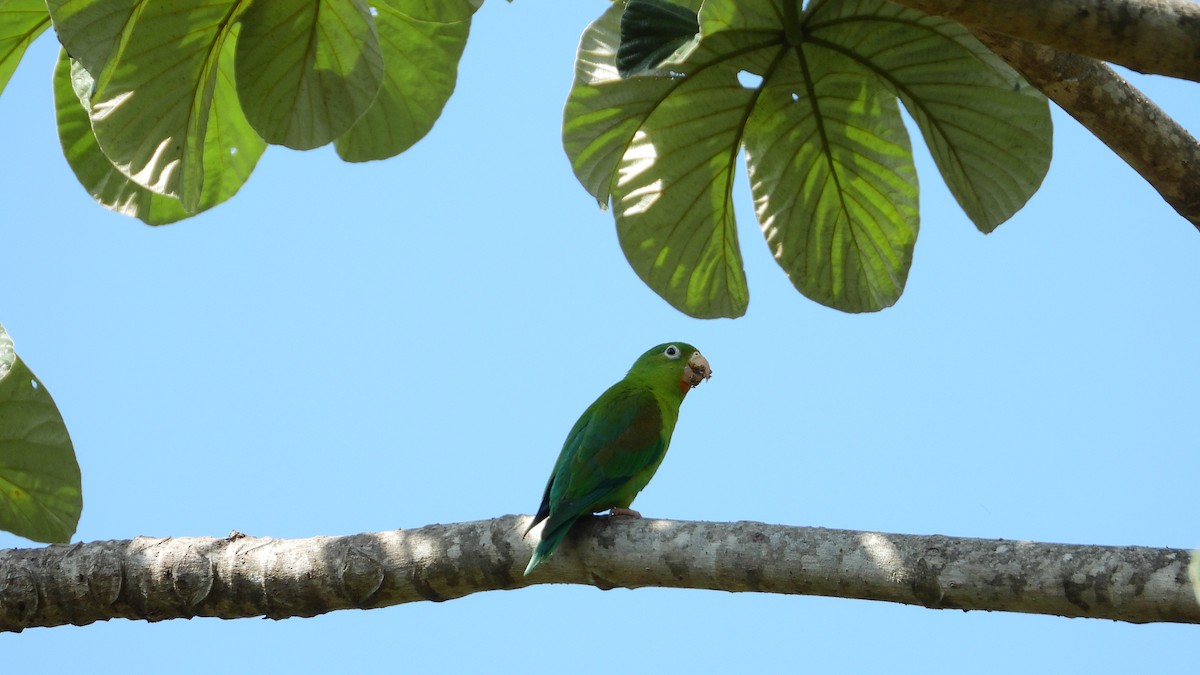 Orange-chinned Parakeet - Jorge Muñoz García   CAQUETA BIRDING